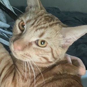 Meet your Posher, Gisselle